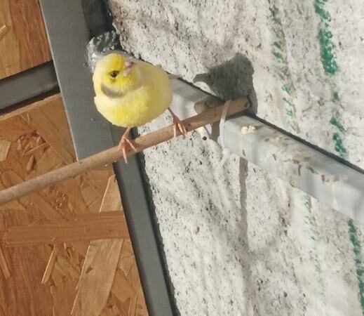 Oglasi 3 prodajem kanarinke vrhunskog podrijetla spremne parenje slika 265253007