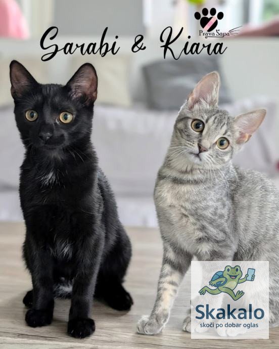 <div class="ob-badges" style="display:flex;gap:6px;flex-wrap:wrap;"></div>KIARA & SARABI