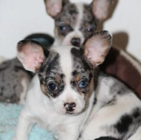chihuahua stenci slika 267490621