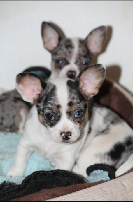 <div class="ob-badges" style="display:flex;gap:6px;flex-wrap:wrap;"><span class="ob-badge" style="padding:3px 7px;background:#4caf50;font-size:11px;border-radius:4px;font-weight:bold;color:white;">VERIFICIRAN</span></div>Chihuahua štenci