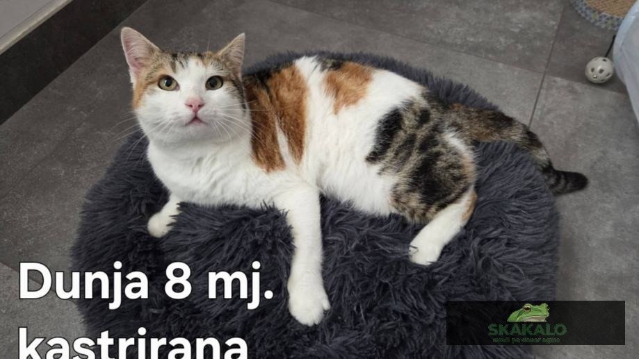 <div class="ob-badges" style="display:flex;gap:6px;flex-wrap:wrap;"><span class="ob-badge" style="padding:3px 7px;background:#4caf50;font-size:11px;border-radius:4px;font-weight:bold;color:white;">VERIFICIRAN</span></div>Mačići traže dom