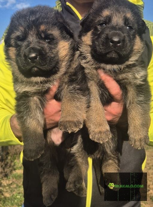 <div class="ob-badges" style="display:flex;gap:6px;flex-wrap:wrap;"></div>Njemački ovčari štenci